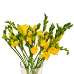 Букет жёлтая фрезия в Санкт-Петербурге - Фотография 2