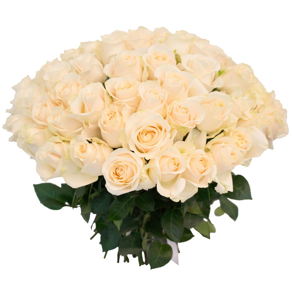 65 белых роз
