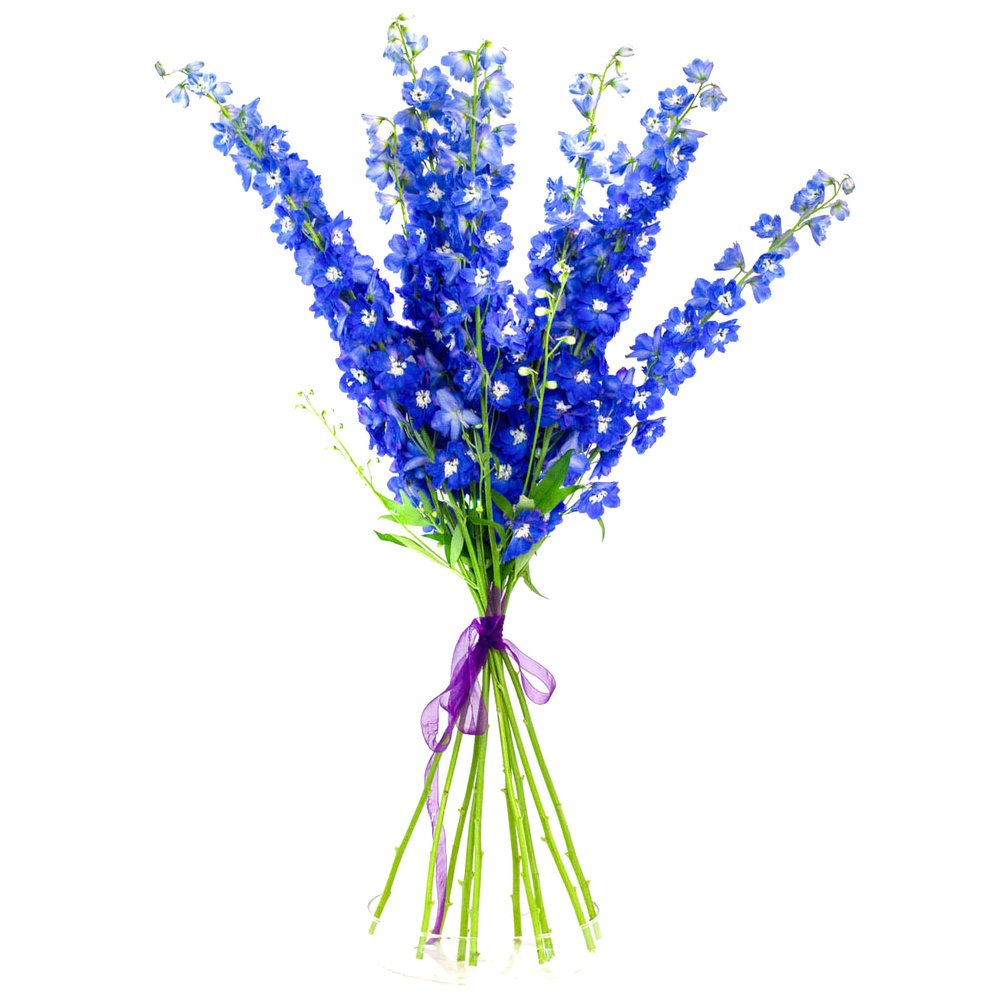 Дельфиниум