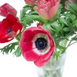 Красные анемоны в Санкт-Петербурге - Фотография 2