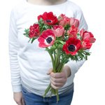 Красные анемоны в Санкт-Петербурге - Фотография 3