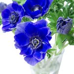 Букет из синих анемонов в Санкт-Петербурге - Фотография 2