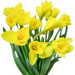 Букет нарциссов в Санкт-Петербурге - Фотография 4