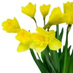 Букет нарциссов в Санкт-Петербурге - Фотография 2