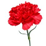 Букет из красных гвоздик в Санкт-Петербурге - Фотография 3