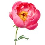 Букет коралловые пионы в Санкт-Петербурге - Фотография 4