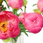 Букет коралловые пионы в Санкт-Петербурге - Фотография 5