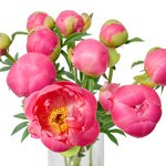 Букет коралловые пионы в Санкт-Петербурге - Фотография 2