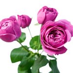 Букет с розами Мисти Бабблз в Санкт-Петербурге - Фотография 5