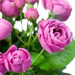 Букет с розами Мисти Бабблз в Санкт-Петербурге - Фотография 3