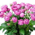 Букет с розами Мисти Бабблз в Санкт-Петербурге - Фотография 2