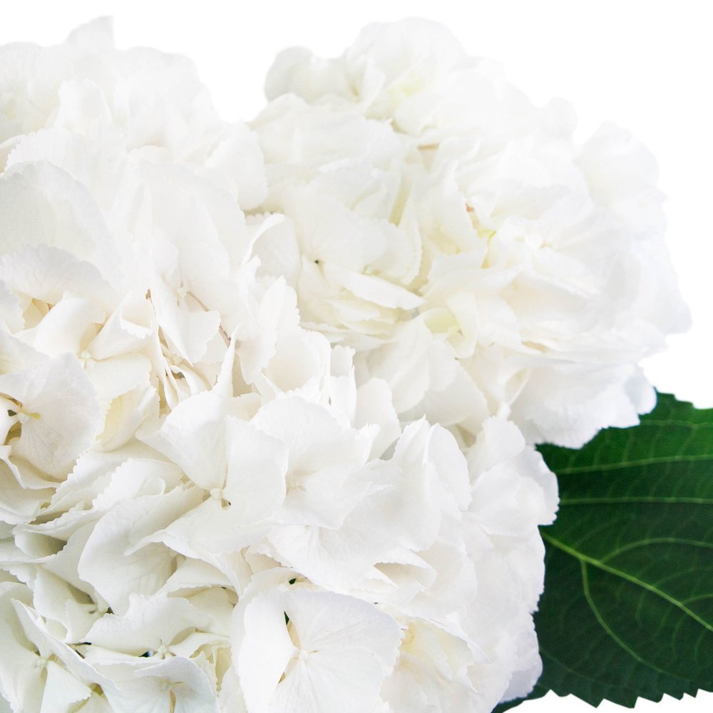 Белая гортензия