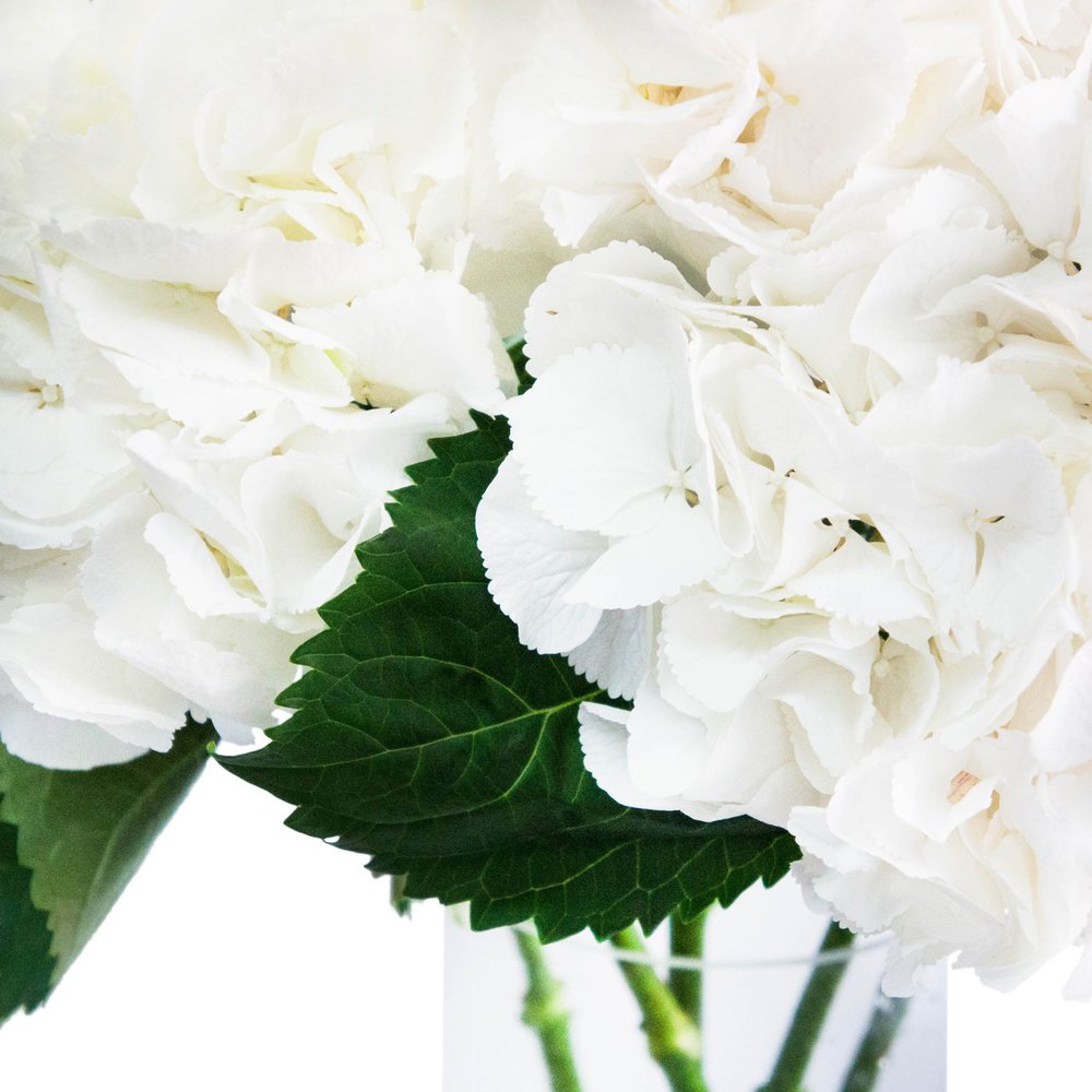 Белая гортензия