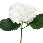 Букет белая гортензия в Санкт-Петербурге - Фотография 3