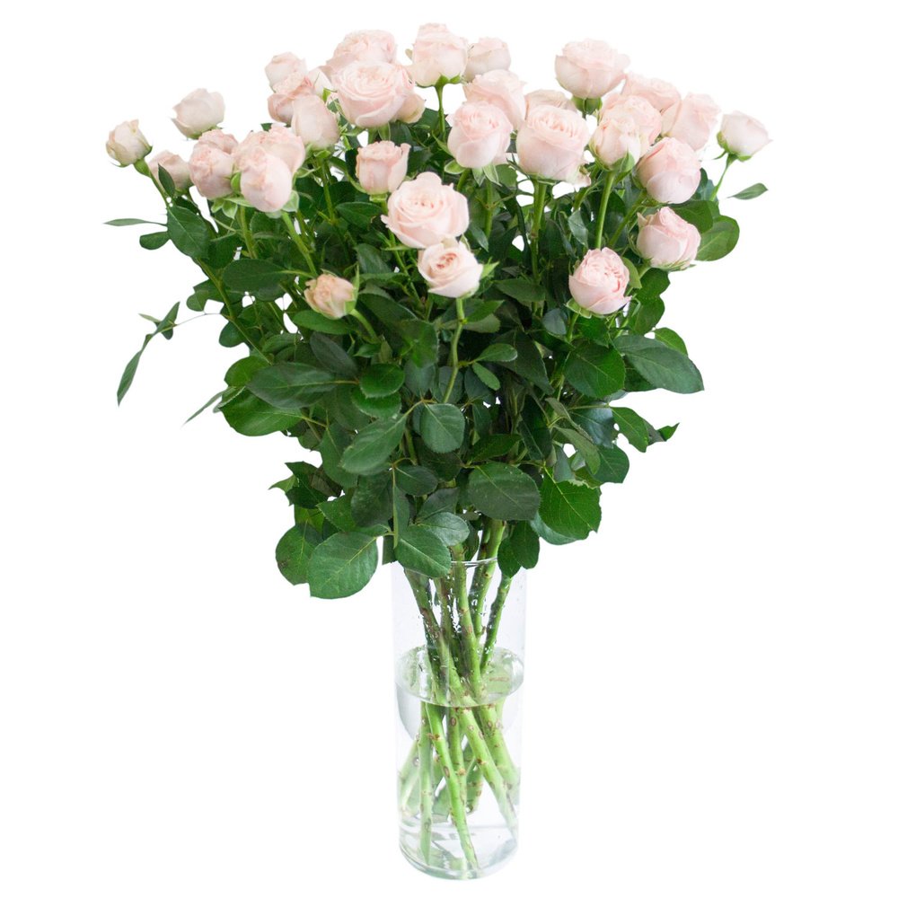 Кустовая пионовидная роза Бомбастик