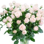 Букет из кустовых пионовидных роз Бомбастик в Санкт-Петербурге - Фотография 3