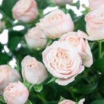 Букет из кустовых пионовидных роз Бомбастик в Санкт-Петербурге - Фотография 4