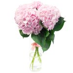 Букет розовая гортензия в Санкт-Петербурге - Фотография 1