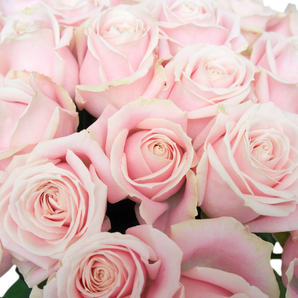 Роза Аваланш Свит 60 см