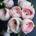 Букет розовых ранункулюсов в Санкт-Петербурге - Фотография 5