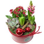Новогодняя композиция из гиацинтов, каланхоэ, суккулента и блестящих шариков в Санкт-Петербурге - Фотография 3 Новогодняя композиция из гиацинтов, каланхоэ, суккулента и блестящих шариков в Санкт-Петербурге - Фотография 3