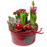 Новогодняя композиция из гиацинтов, каланхоэ, суккулента и блестящих шариков в Санкт-Петербурге - Фотография 1 Новогодняя композиция из гиацинтов, каланхоэ, суккулента и блестящих шариков в Санкт-Петербурге - Фотография 1