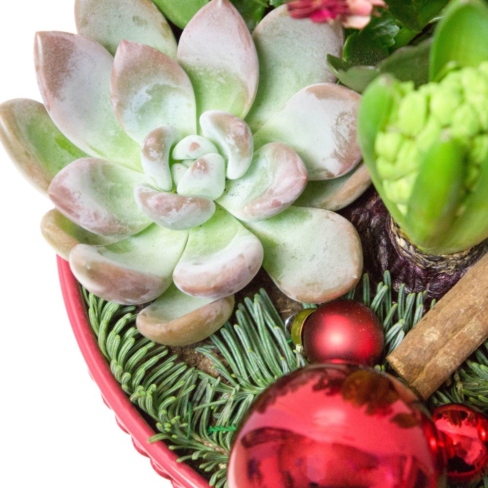 Страна чудес