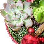Новогодняя композиция из гиацинтов, каланхоэ, суккулента и блестящих шариков в Санкт-Петербурге - Фотография 5 Новогодняя композиция из гиацинтов, каланхоэ, суккулента и блестящих шариков в Санкт-Петербурге - Фотография 5