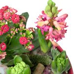 Новогодняя композиция из гиацинтов, каланхоэ, суккулента и блестящих шариков в Санкт-Петербурге - Фотография 2 Новогодняя композиция из гиацинтов, каланхоэ, суккулента и блестящих шариков в Санкт-Петербурге - Фотография 2