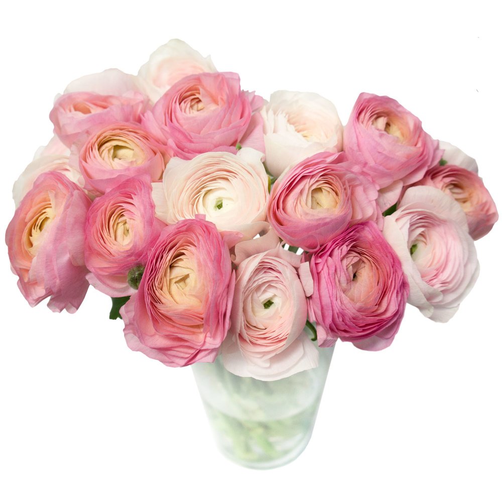 Ранункулюсы розовые