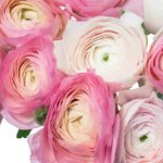 Букет розовых ранункулюсов в Санкт-Петербурге - Фотография 3