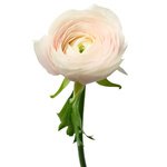 Букет розовых ранункулюсов в Санкт-Петербурге - Фотография 4