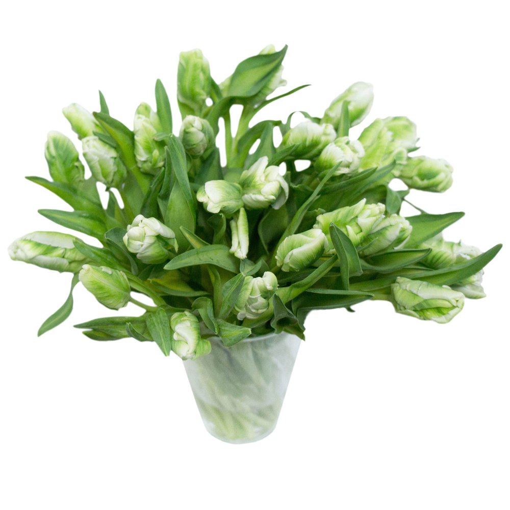 Тюльпаны Версаль