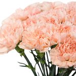 Букет из персиковых гвоздик в Санкт-Петербурге - Фотография 6