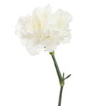 Букет из белых гвоздик в Санкт-Петербурге - Фотография 3 Букет из белых гвоздик в Санкт-Петербурге - Фотография 3