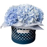 Голубые гортензии в шляпной коробке в Санкт-Петербурге - Фотография 1