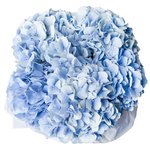 Голубые гортензии в шляпной коробке в Санкт-Петербурге - Фотография 2
