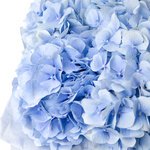 Голубые гортензии в шляпной коробке в Санкт-Петербурге - Фотография 3