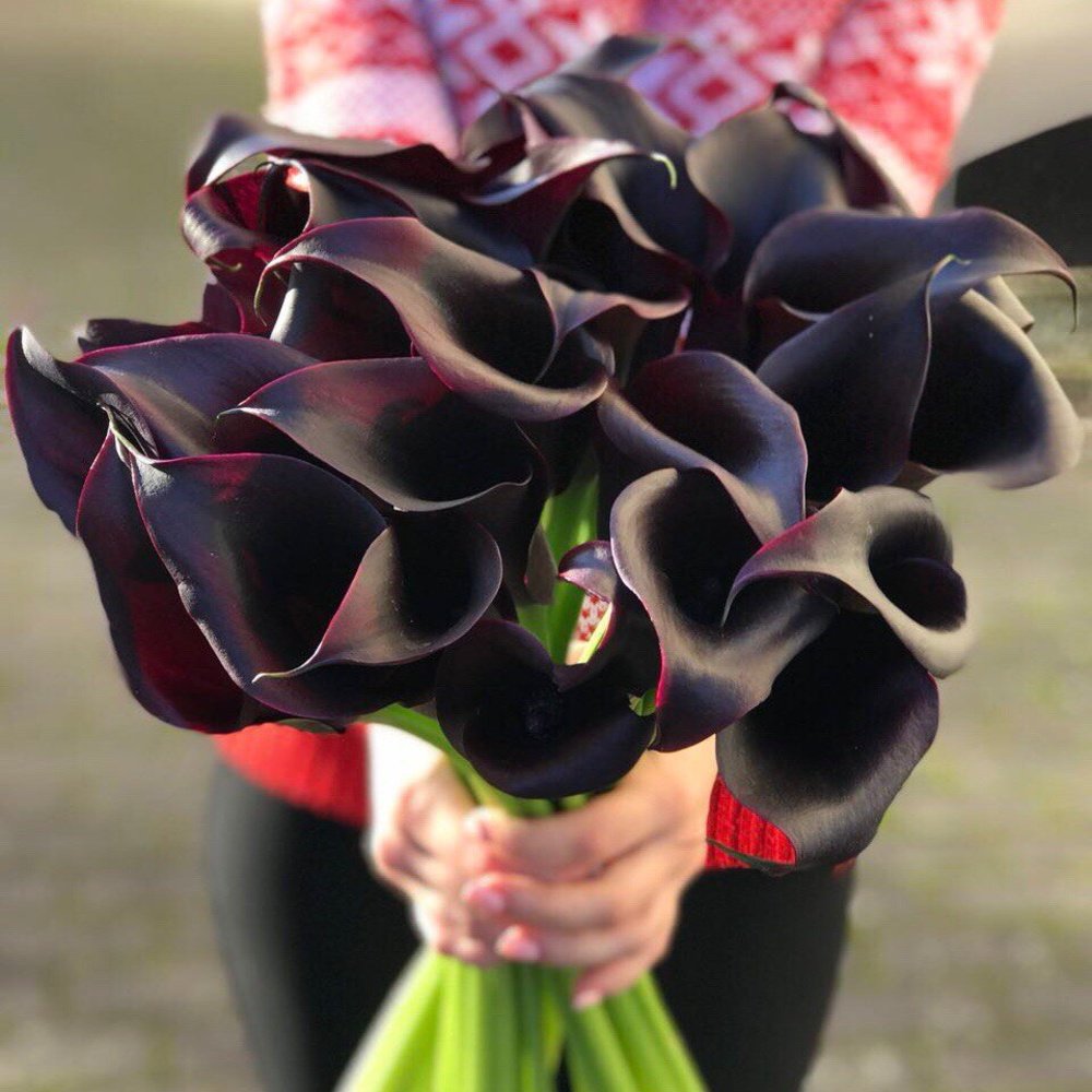 купить цветы черные каллы