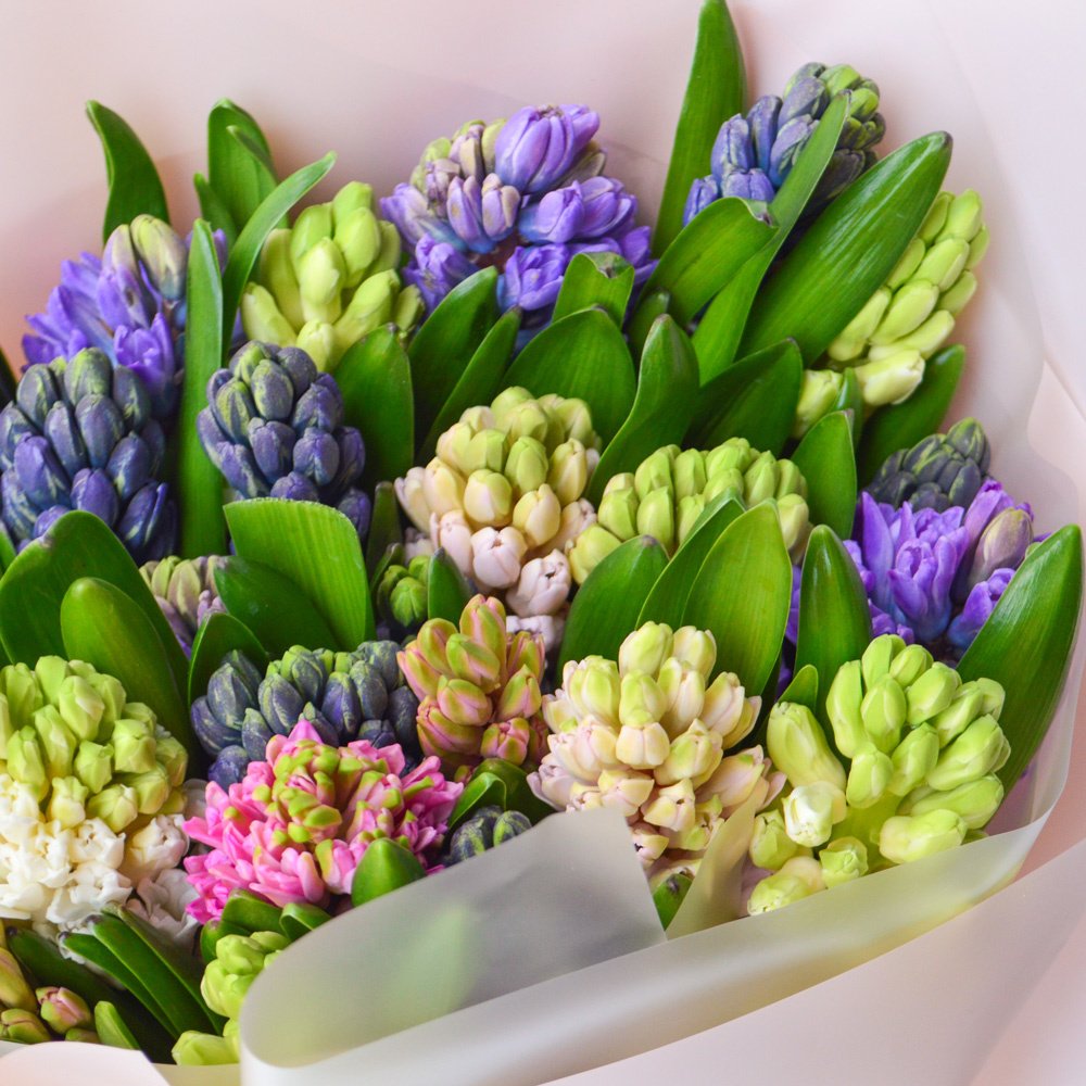 25 разноцветных гиацинтов в упаковке