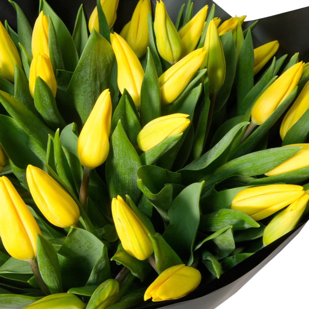 51 жёлтый тюльпан в упаковке