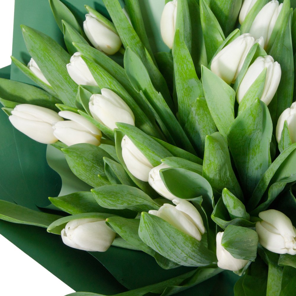 31 белый тюльпан в упаковке