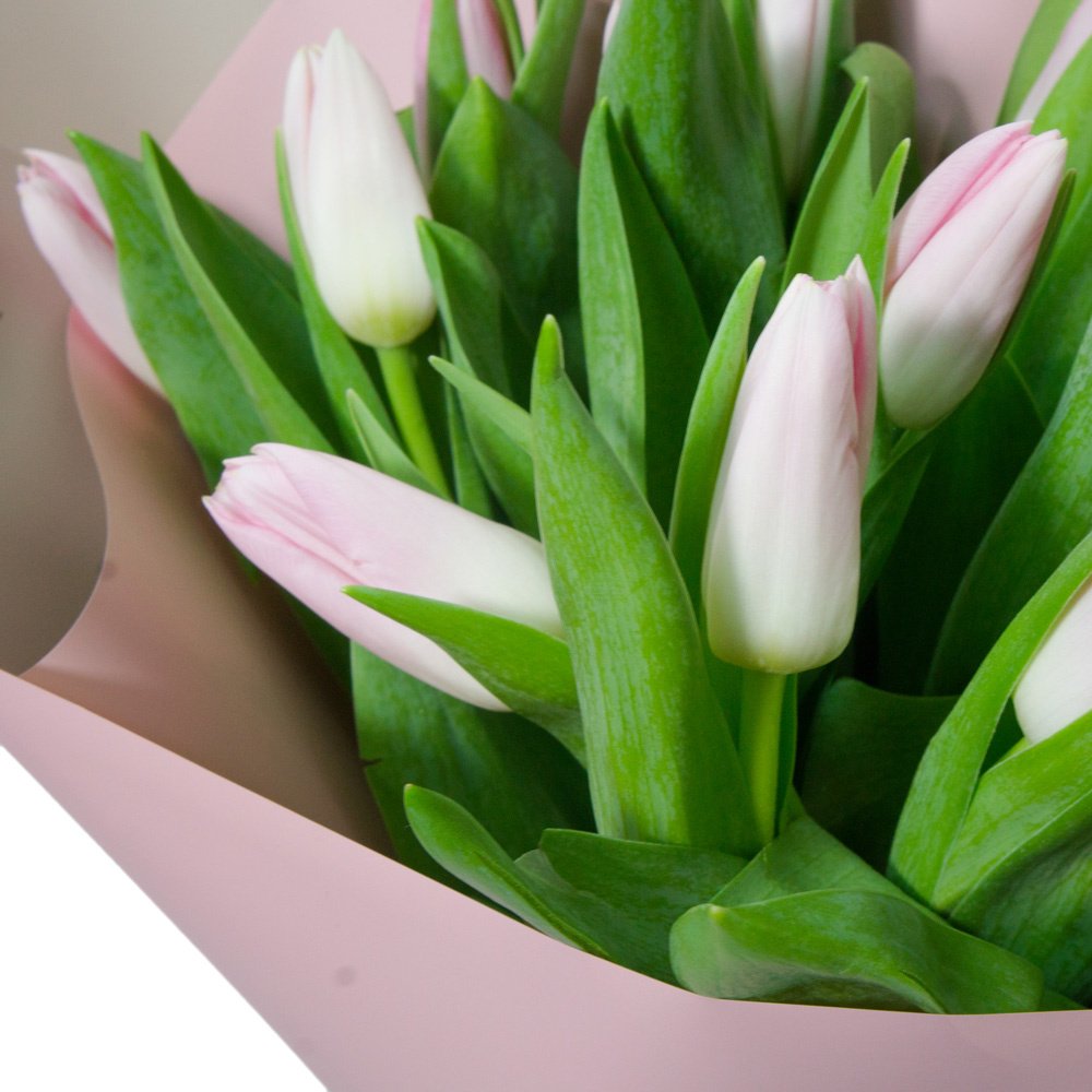 25 розовых тюльпанов в упаковке