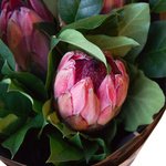 Мужской букет с протеей в крафте с принтом в Санкт-Петербурге - Фотография 3