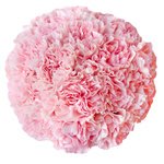 Розовые гвоздики в шляпной коробке в Санкт-Петербурге - Фотография 2