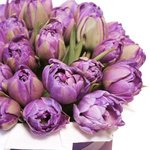 Сиреневые пионовидные тюльпаны в шляпной коробке в Санкт-Петербурге - Фотография 3