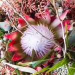 Букет невесты из экзотики в Санкт-Петербурге - Фотография 4