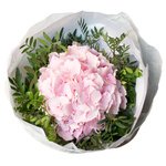 Розовая гортензия в упаковке в Санкт-Петербурге - Фотография 3