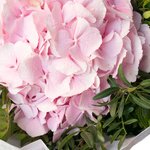 Розовая гортензия в упаковке в Санкт-Петербурге - Фотография 4