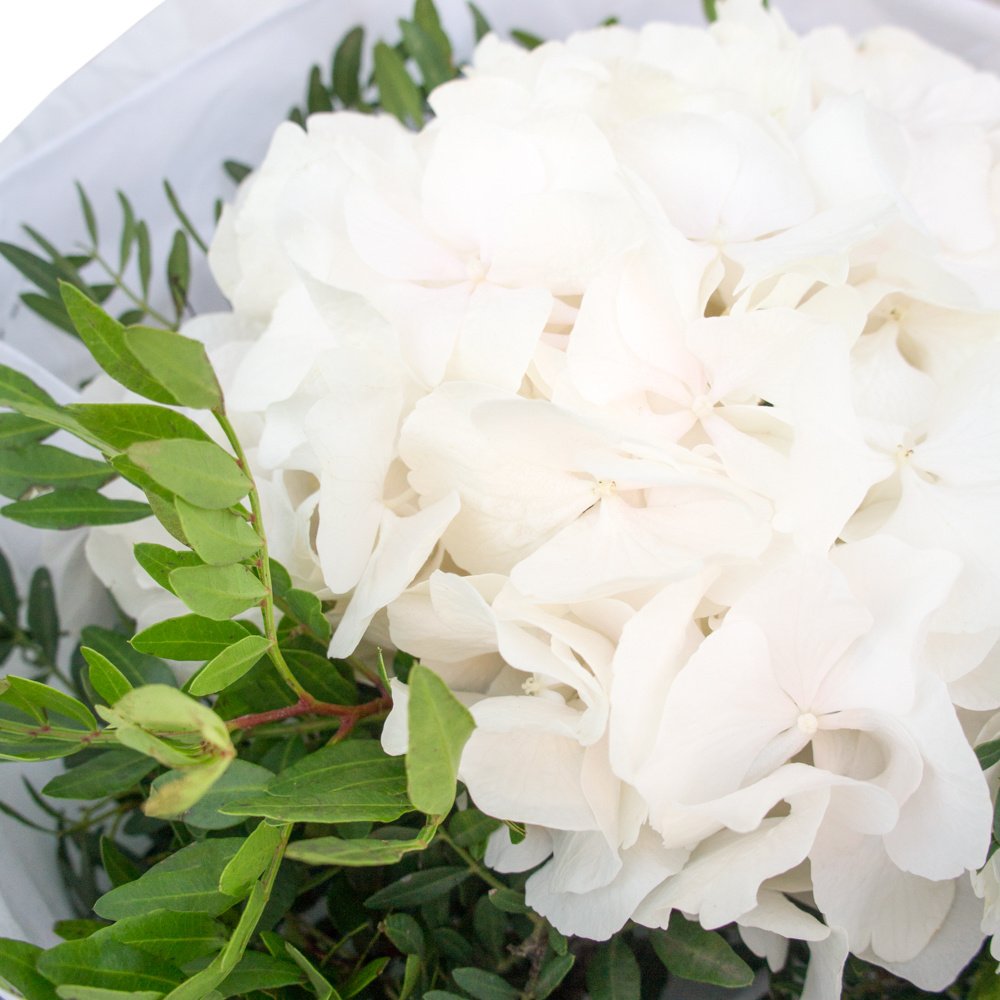 Белая гортензия в упаковке